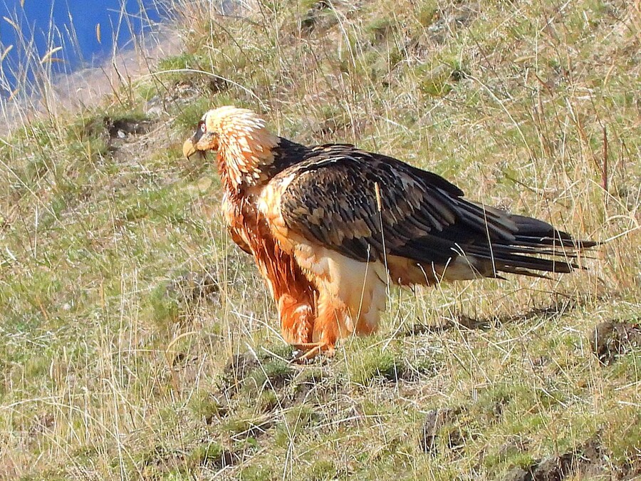 Bearded Vulture - Truso