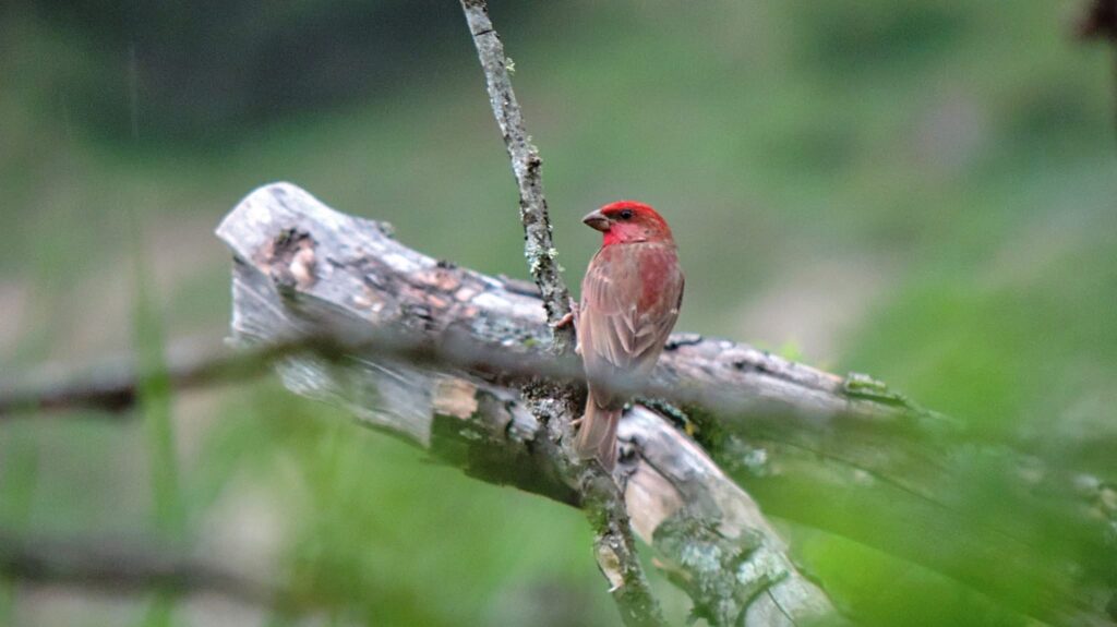 Birdwatching, Georgia Common Rosefinch
