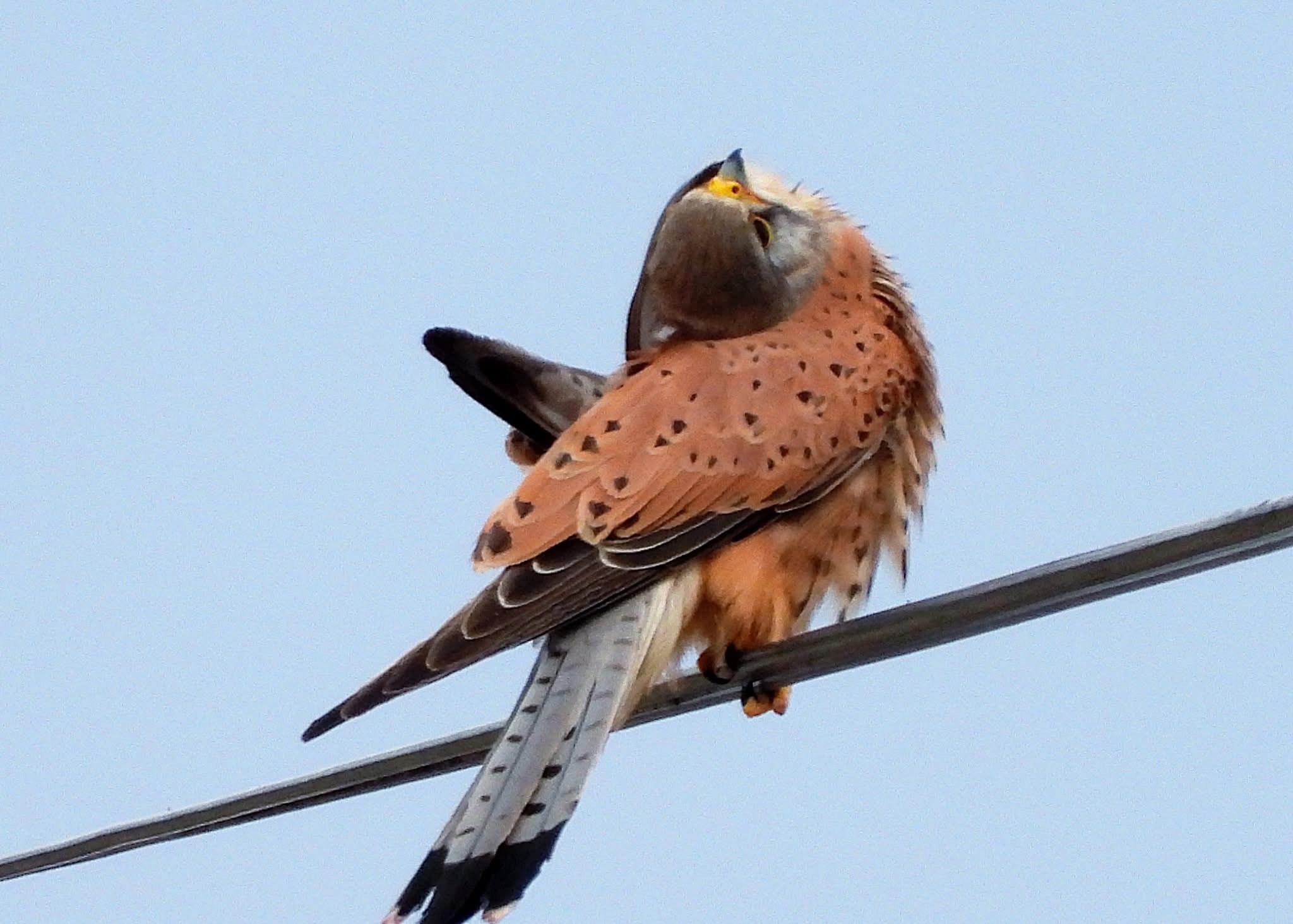 Common Kestrel, Georgia