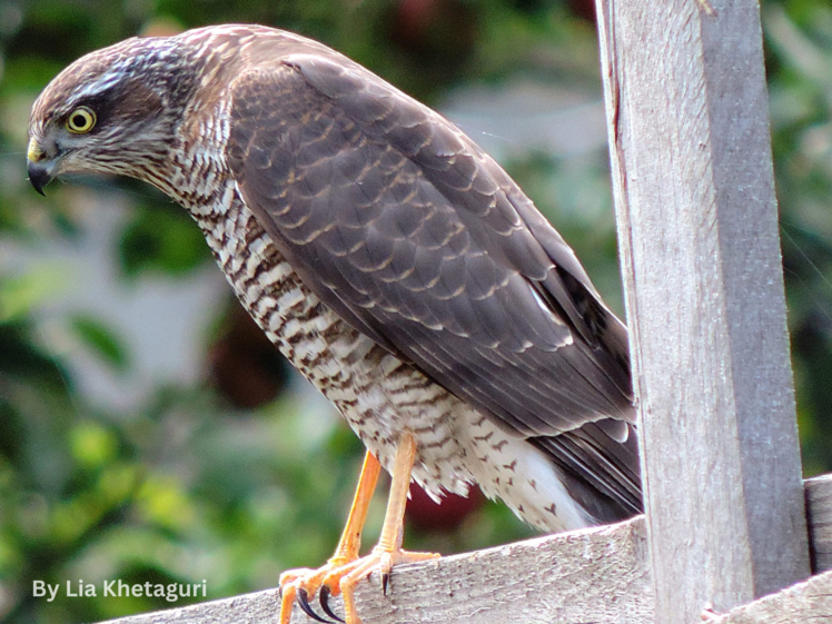 Eurasian Sparrowhawk