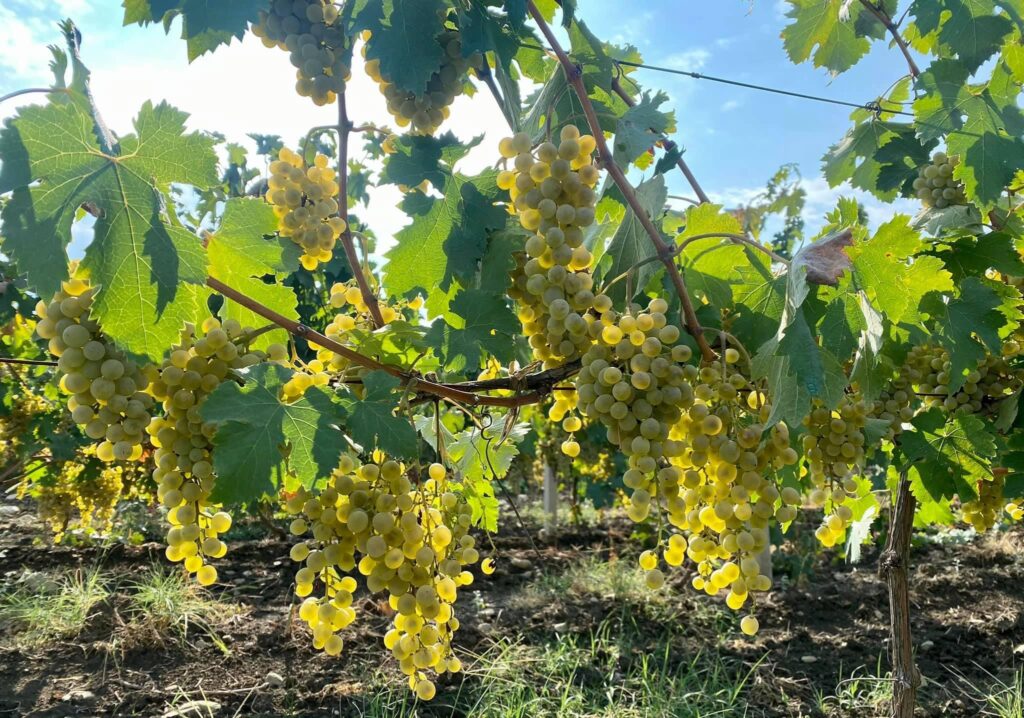 Georgian Wine