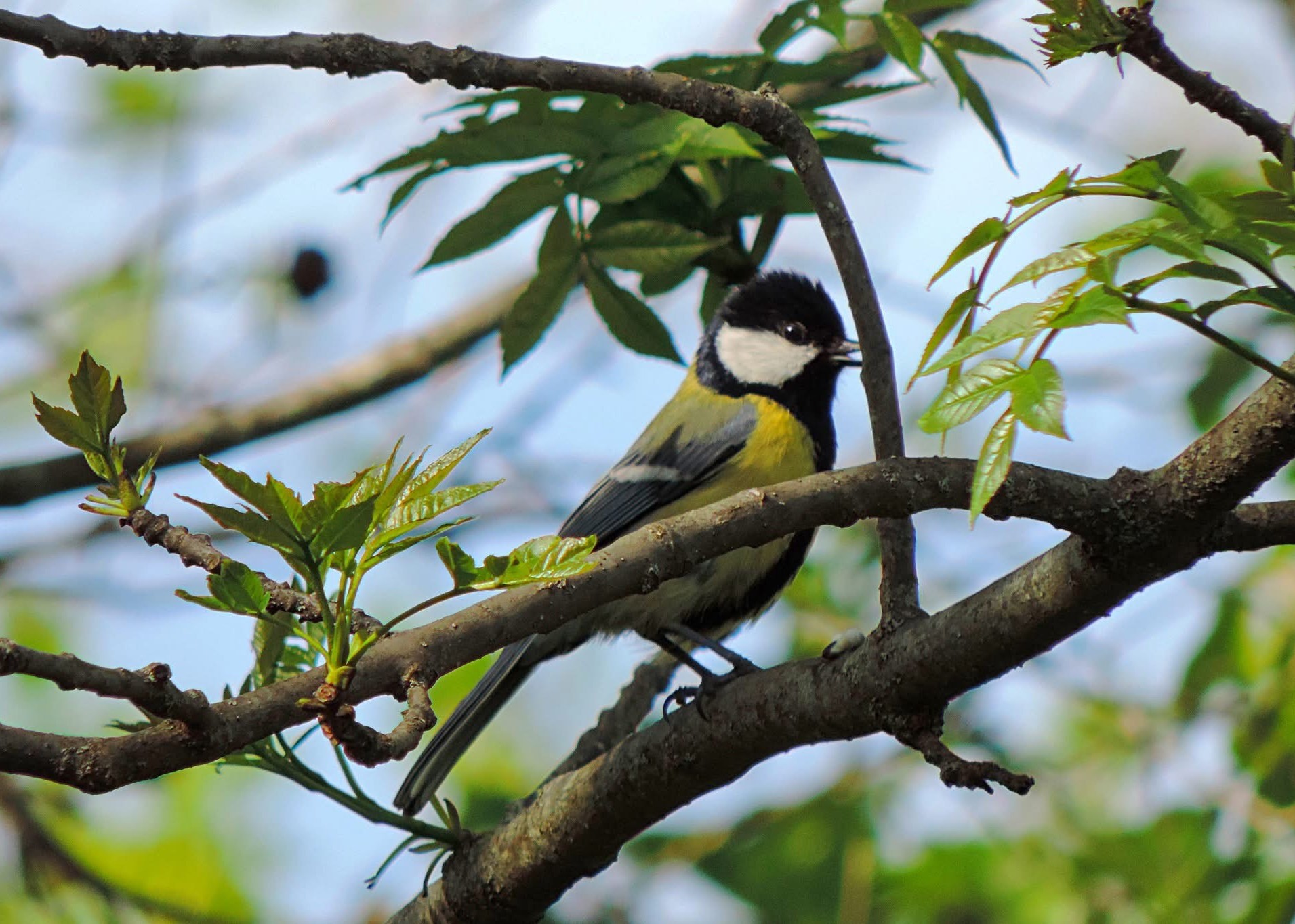 Great Tit, Georgia