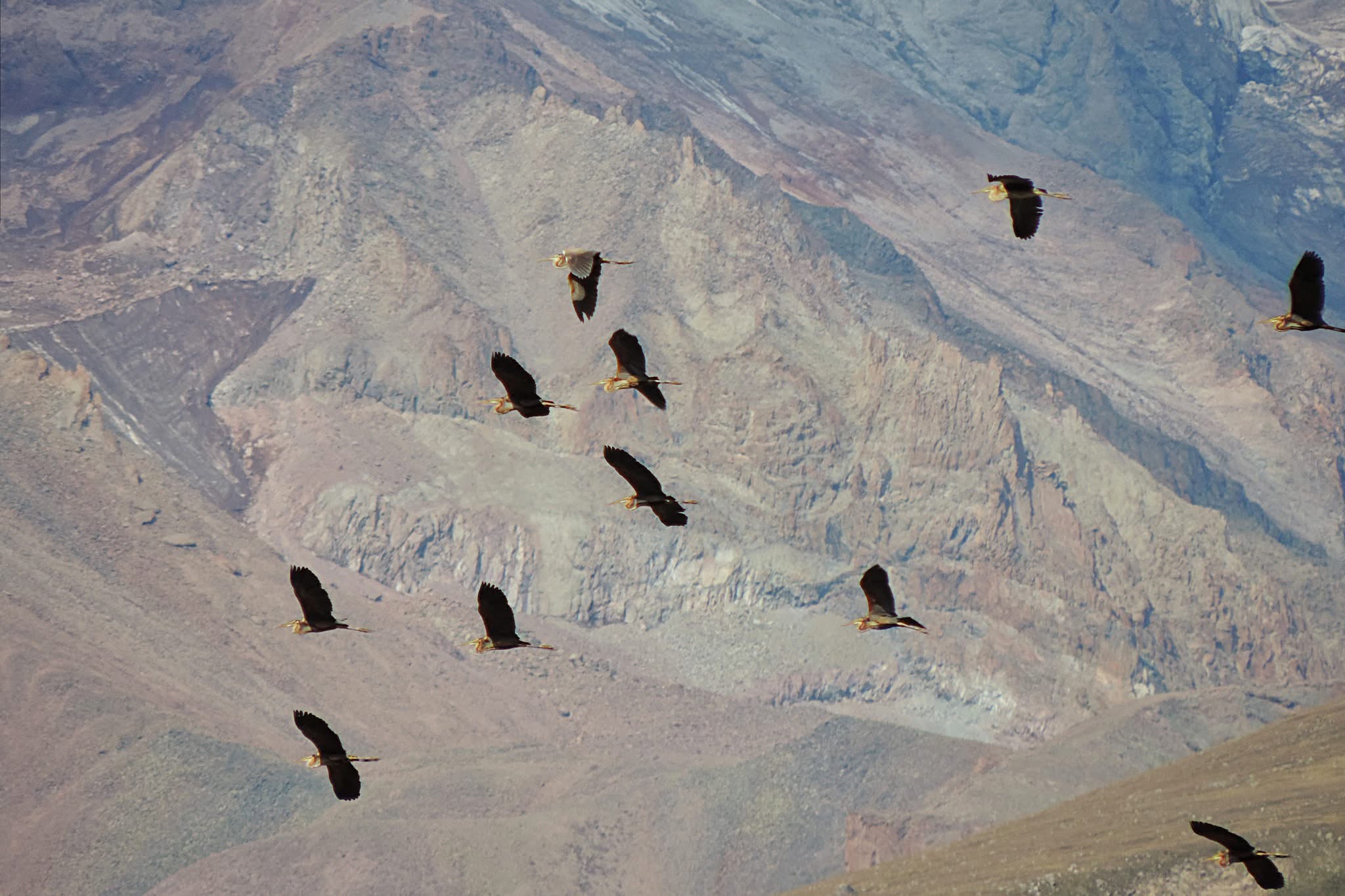 Heron Flying in Stepantsminda 