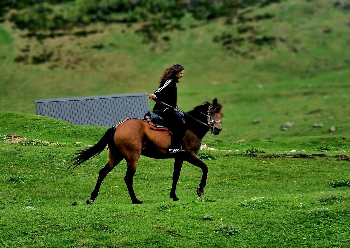 Horse Riding Horse Riding