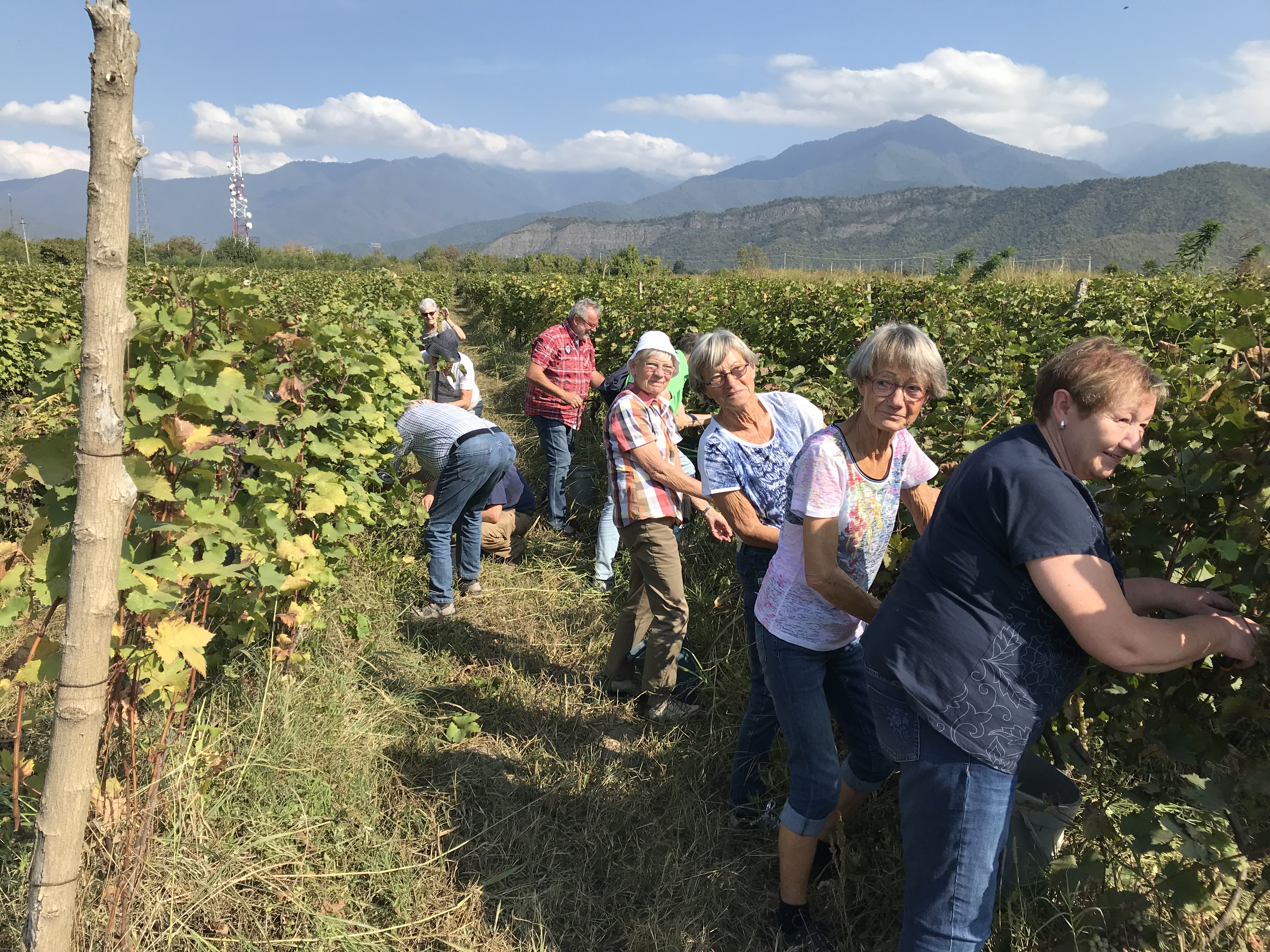 Wine region Kakheti, Harvest time