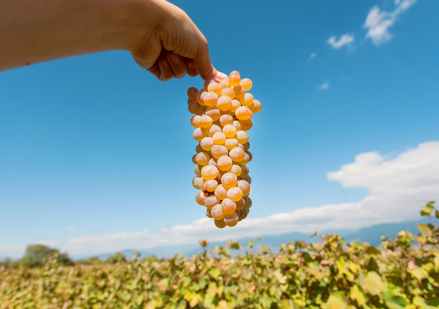 Georgian grape