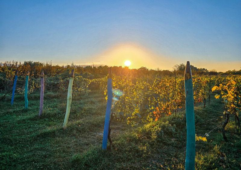 Kondoli, Vineyard Kondoli, Vineyard