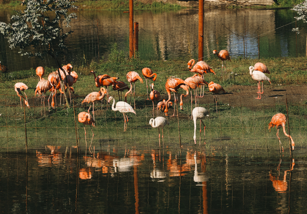 Shekvetili Dendrological Park Birds Shekvetili Dendrological Park Birds