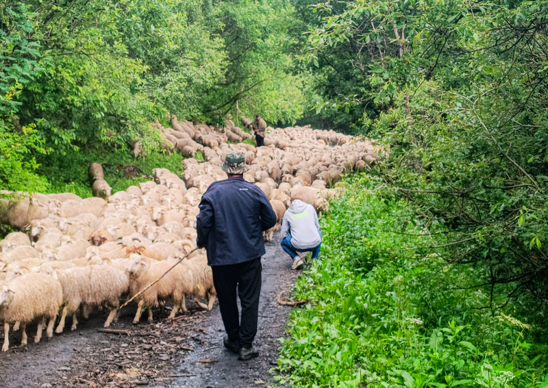 Tusheti flock of sheep