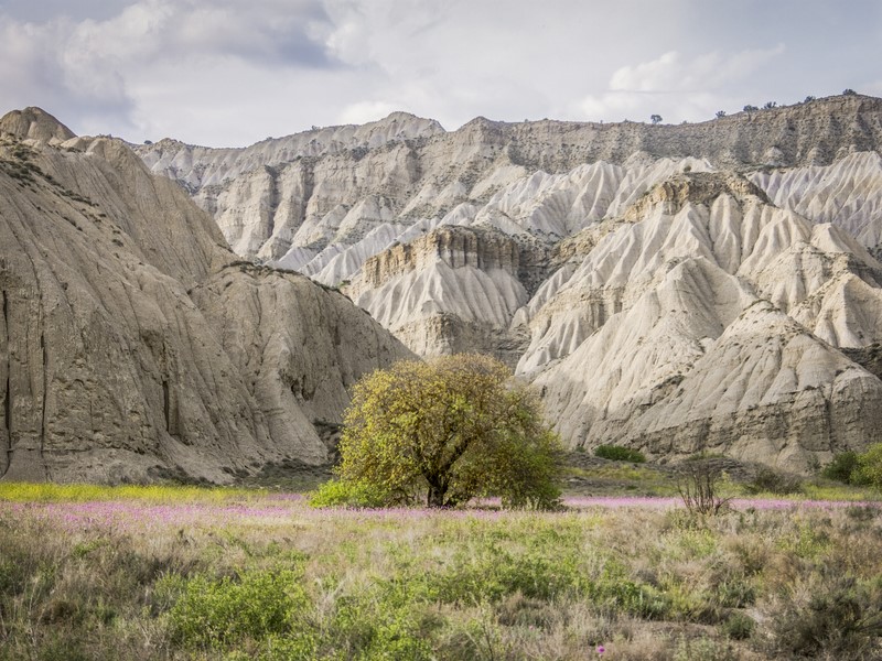 Vashlovani by Nikoloz Mchedlidze