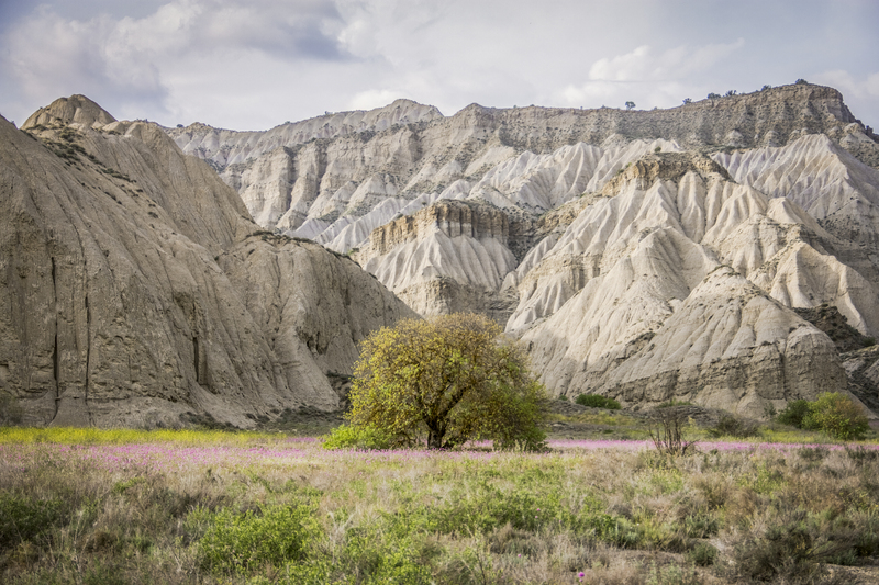 Vashlovani by Nikoloz Mchedlidze