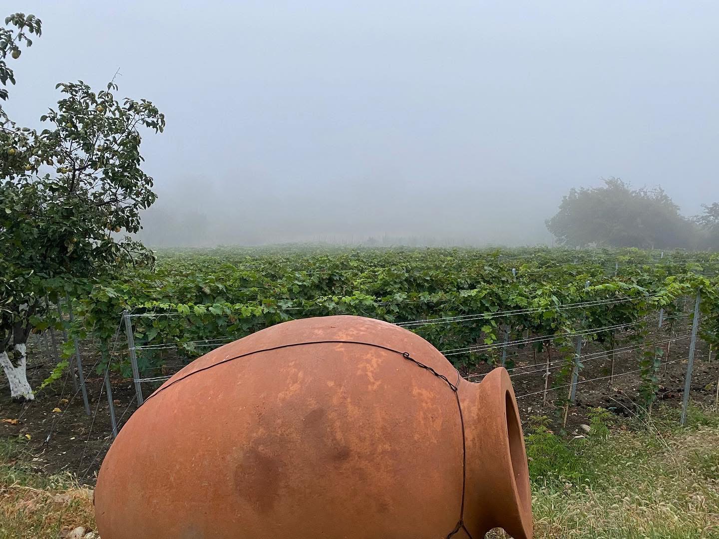 Qvevri Wine, Georgia, Velino