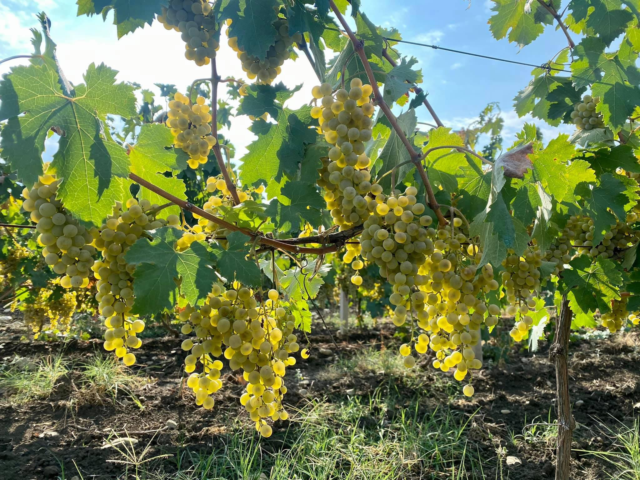 Velino - Local Wine Cellar