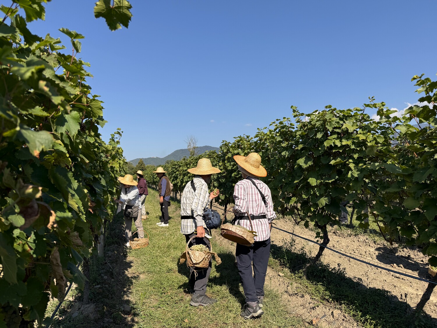 Wine Harvesting 