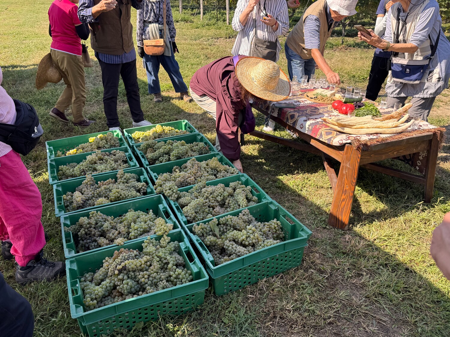 Wine Harvesting 