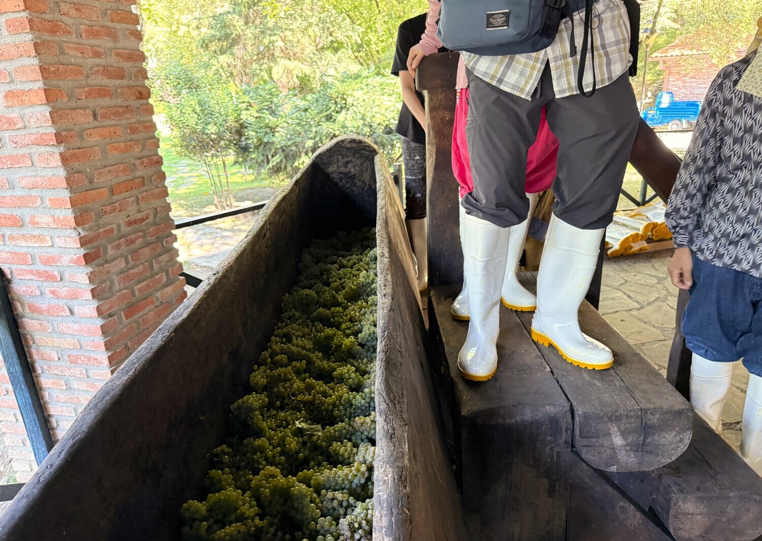 Wine Harvesting 