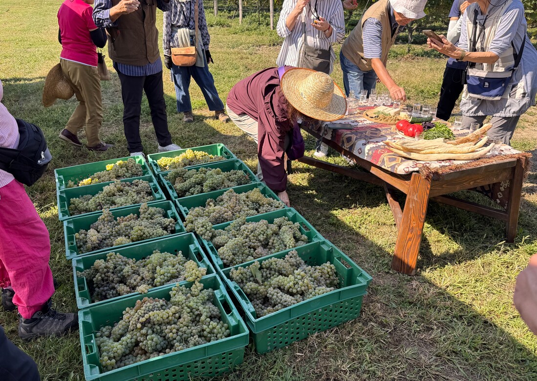 Wine Harvesting Grapes Wine Harvesting Grapes