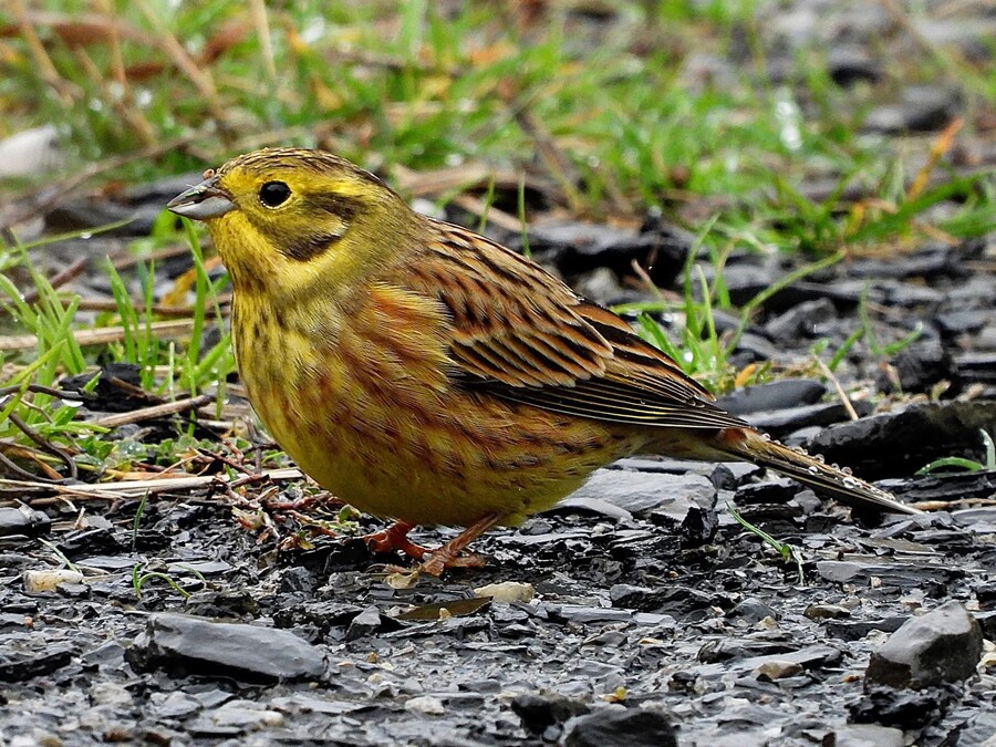 Yellowhammer - Stepantsminda